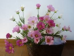 樹脂粘土で作る秋の花シリーズ