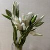 樹脂粘土の花　カサブランカ